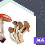 Різниця між мухомором та магічними грибами | ACSlab