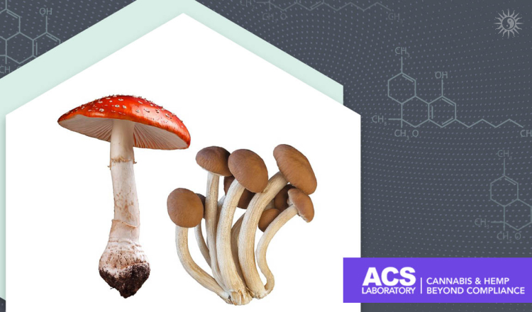Різниця між мухомором та магічними грибами | ACSlab