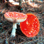 Лісовий біохакінг 🍄 Гайд по мікродозуванню