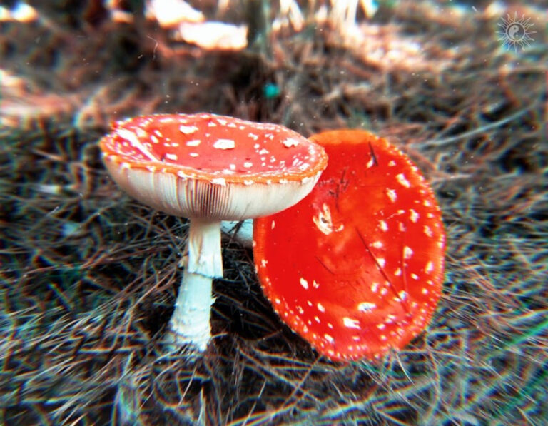 Лісовий біохакінг 🍄 Гайд по мікродозуванню