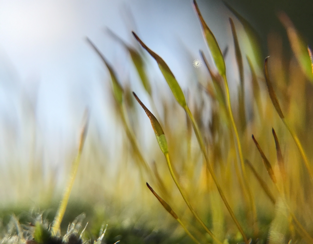 to live in harmony with nature