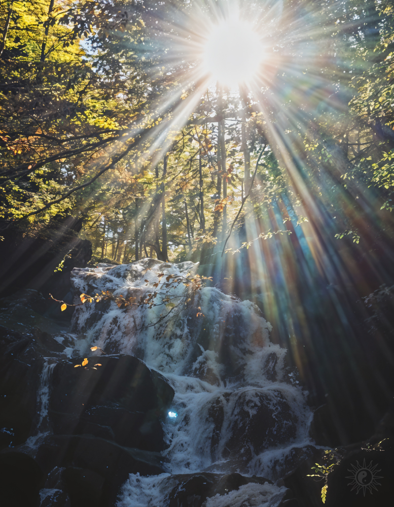 shypit nature