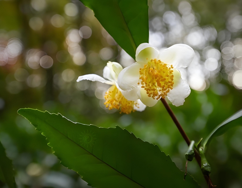 Camellia Sinensis: чай що росте в Україні. Червона Гора. Фото: Ганна Пономаренко